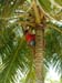 Henting av kokosnott 2